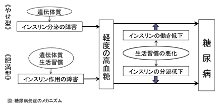 糖尿病発症のメカニズム